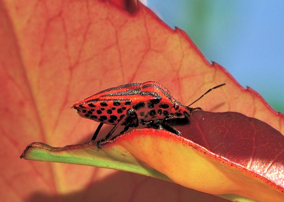 Pentatomidae: Graphosoma lineatum italicum in Romagna (RM)